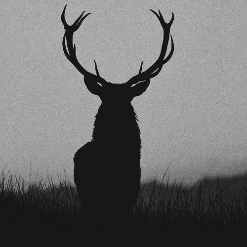 assets/stag